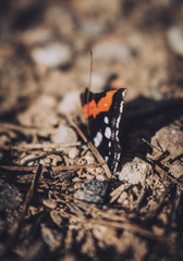 butterfly