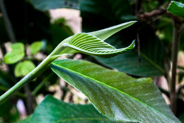 The young shoots of the trees have white hairs,  Dipterocarpus alatus trees.