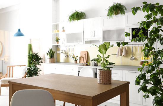 Stylish kitchen interior with green plants. Home decoration