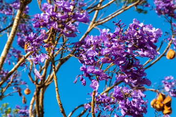 Jacaranda mimosifolia purple tree at Samaipata  Bolivia