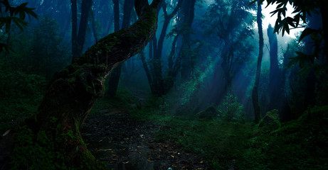 Deep tropical jungle in darkness