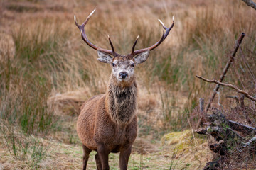Naklejka na ściany i meble Red Deer Stag - Scottish Highlands