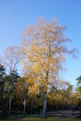 Fototapeta premium Birke im Herbst