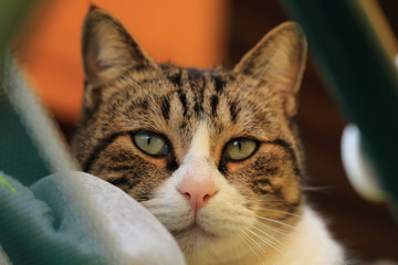 Muso di giovane gatto maschio in primo piano con sguardo dolce