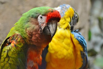 two parrots with beautiful colors