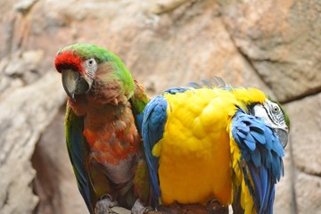 two parrots with beautiful colors