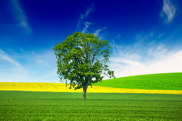 Obraz premium A Single Tree