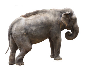 grey elephant with tucked leg isolated