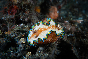 GLossodoris cincta Nudibranch - Lembeh Strait Indonesia