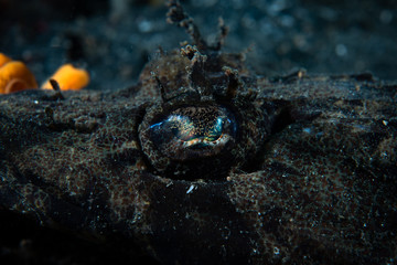 Crocodile flathead Cymbacephalus beauforti