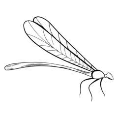 Beetle illustration. Vector beetle