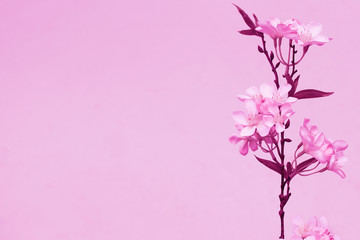 Blurred of sakura flowers blooming. in the pastel color style for background.