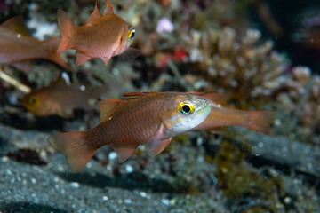Yellow Eye Cardinalfish Ostorhinchus moluccensis