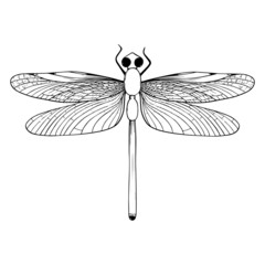 Beetle illustration. Vector beetle