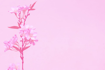 Blurred of sakura flowers blooming. in the pastel color style for background.