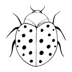 Beetle illustration. Vector beetle