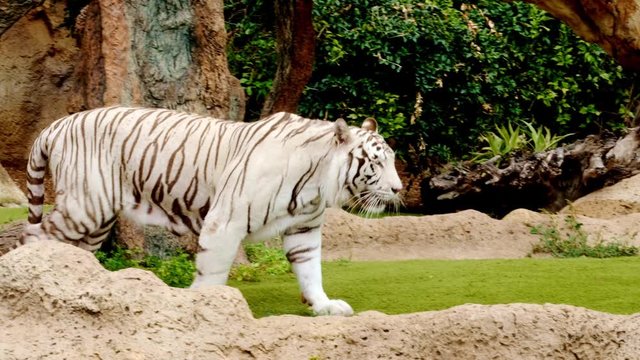Weiße Tiger sind auf der ganzen Welt sehr beliebt. Die weißen Tiger sind eine sehr seltene Variante des Bengal-Tigers (Panthera tigris tigris), auch Königstiger genannt.