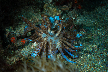 Solar powered nudi Phyllodesmium longicirrum