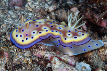 Nudibranch Goniobranchus kuniei