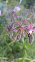 flower in the garden