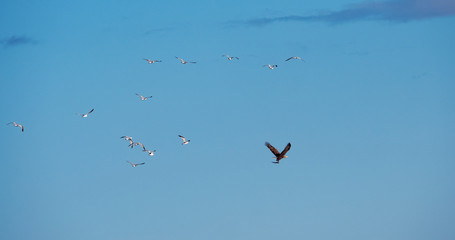 A Flock Of Seagulls Following A White-Tailed Eagle Gripping A Garfish. Photographed Against A Clear Blue Sky. Location. Skane County, Southern Sweden, Scandinavia. May Of 2019. 