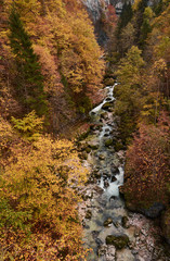 Beech trees with autumn colors in La Goule Noire de las Gorges de La Bourne. France