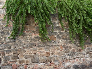 stone wall of the old town with green vines