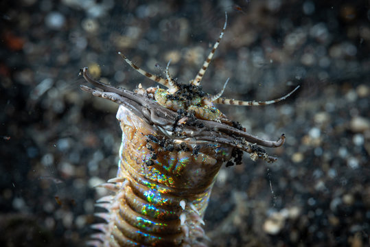 Bobbit Worm Eunice Aphroditois