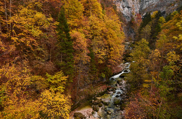 Beech trees with autumn colors in La Goule Noire de las Gorges de La Bourne. France