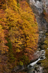 Beech trees with autumn colors in La Goule Noire de las Gorges de La Bourne. France
