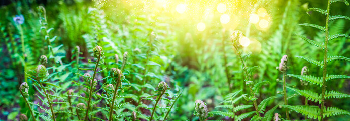 green ferm sprouts under sun © neirfy