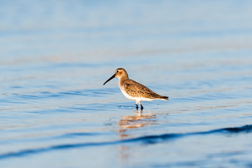 ハマシギ冬羽(Dunlin)