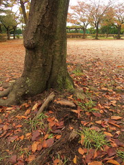 桜の枯れ葉散る朝の公園風景