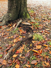 桜の木と枯れ葉