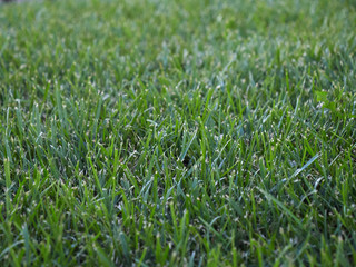 short green grass lawn. close up in the evening