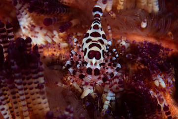 Coleman Shrimp Periclimenes colemani