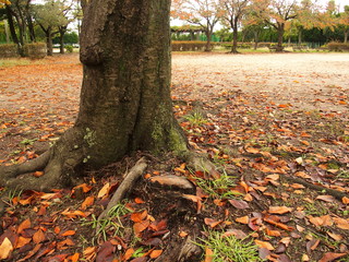 桜の枯れ葉散る朝の公園風景