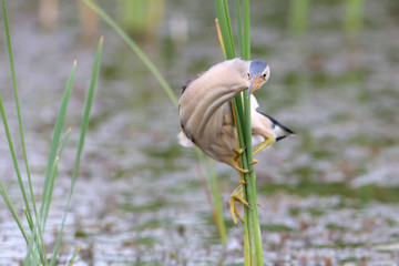 A male little bittern sits on a thin reed and looks for prey. His neck is unusually twisted.