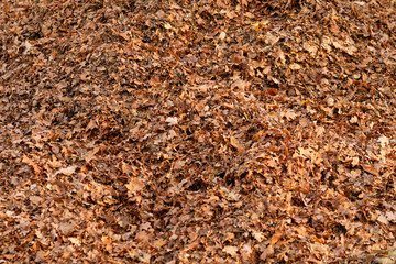 Background with a closeup shot of a big brown heap of collected autumn leaves. Seen in Franconia / Bavaria in Germany in November.h