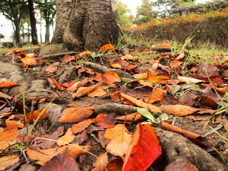 桜の枯れ葉散る公園風景