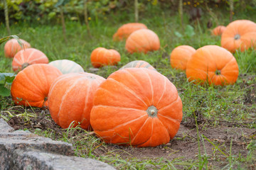 Big orange pumpkins growing in the garden. Halloween pumpkins in a vegetable garden on a farm, autumn harvest season. Organic natural food. Pumpkin field in Europe, Spain