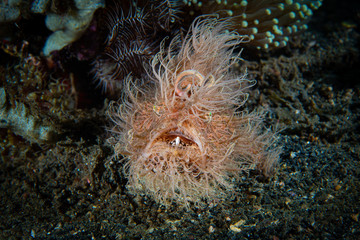 Striped Frogfish Antennarius striatus
