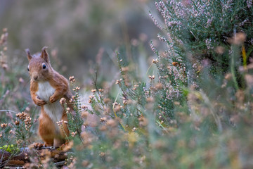 Red squirrel, Sciurus vulgaris,  environment portrait on forest floor looking towards camera. Scotland.