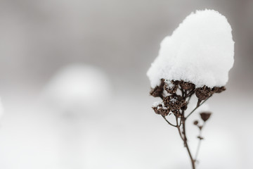 dry plants in snow, meadow at winter