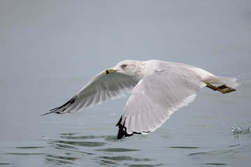 Ring-billed Gull taking flight