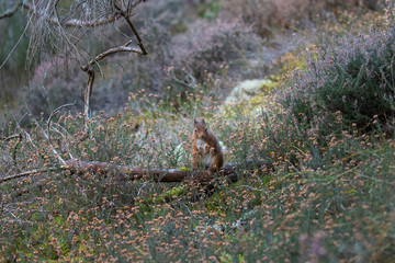 Red squirrel, Sciurus vulgaris,  environment portrait on forest floor looking towards camera. Scotland.