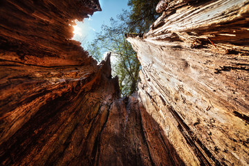 view from inside a tree hollow burl