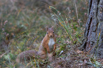 Naklejka na ściany i meble Red squirrel, Sciurus vulgaris, environment portrait on forest floor looking towards camera. Scotland.