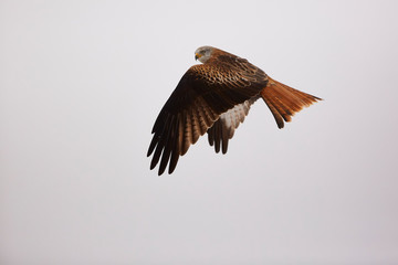 Red Kite in flight above the hills of Segovia, Spain
