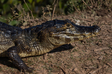 A large crocodilian reptile, the broad-snouted caiman (Caiman latirostris) on the border of pond in Pantanal, Brazil. 